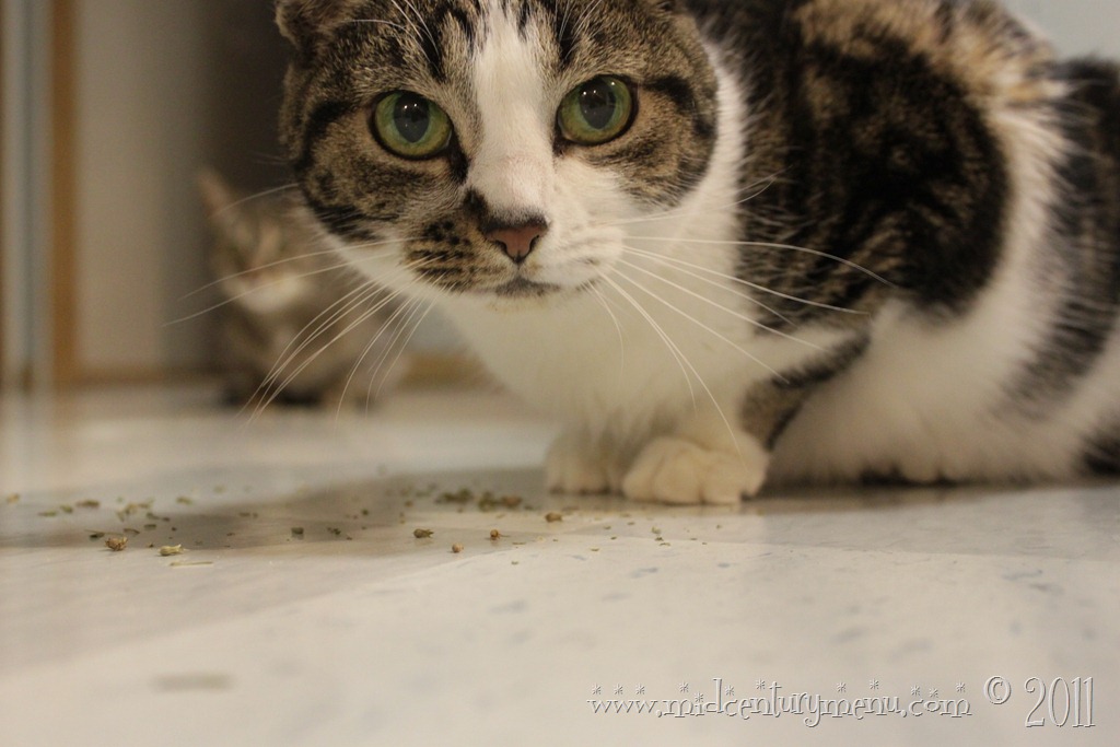 Is It Okay To Give Cats Canned Tuna Is It Okay To Give Cats Canned Tuna